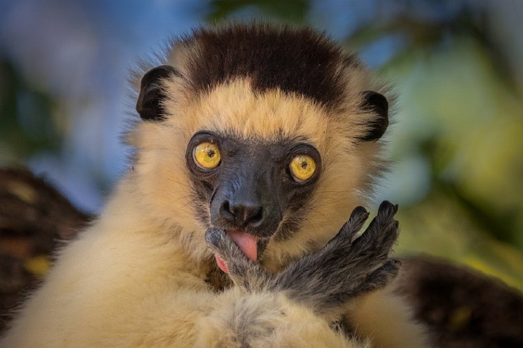 022 Berenty, verreauxsifaka.jpg